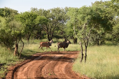 DSC_1534-400x267